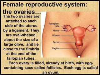 The two ovaries are
attached to each
side of the uterus
by a ligament. They
are oval-shaped,
about the size of a
large olive, and lie
close to the fimbria
at the end of the
fallopian tubes.
Female reproductive system:
the ovaries…
Each ovary is filled, already at birth, with egg-
containing sacs called follicles. Each egg is called
an ovum.
 