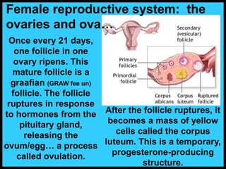 Once every 21 days,
one follicle in one
ovary ripens. This
mature follicle is a
graafian (GRAW fee un)
follicle. The follicle
ruptures in response
to hormones from the
pituitary gland,
releasing the
ovum/egg… a process
called ovulation.
After the follicle ruptures, it
becomes a mass of yellow
cells called the corpus
luteum. This is a temporary,
progesterone-producing
structure.
Female reproductive system: the
ovaries and ova…
 