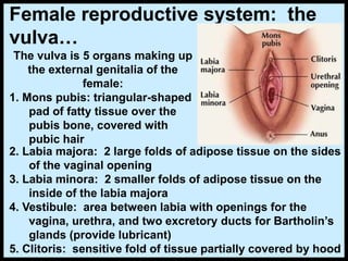 The vulva is 5 organs making up
the external genitalia of the
female:
1. Mons pubis: triangular-shaped
pad of fatty tissue over the
pubis bone, covered with
pubic hair
Female reproductive system: the
vulva…
2. Labia majora: 2 large folds of adipose tissue on the sides
of the vaginal opening
3. Labia minora: 2 smaller folds of adipose tissue on the
inside of the labia majora
4. Vestibule: area between labia with openings for the
vagina, urethra, and two excretory ducts for Bartholin’s
glands (provide lubricant)
5. Clitoris: sensitive fold of tissue partially covered by hood
 