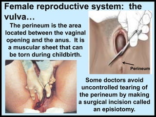 The perineum is the area
located between the vaginal
opening and the anus. It is
a muscular sheet that can
be torn during childbirth.
Female reproductive system: the
vulva…
Some doctors avoid
uncontrolled tearing of
the perineum by making
a surgical incision called
an episiotomy.
Perineum
 