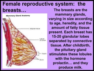 The breasts are the
mammary glands,
varying in size according
to age, heredity, and the
amount of fatty tissue
present. Each breast has
15-20 glandular lobes
separated by connective
tissue. After childbirth,
the pituitary gland
stimulates these lobules
with the hormone
prolactin… and they
produce milk.
Female reproductive system: the
breasts…
 