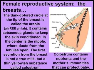 The dark-colored circle at
the tip of the breast is
called the areola
(ah REE ah lah). It contains
sebaceous glands to keep
the skin conditioned. In
the center is the nipple,
where ducts from the
lobules open. The first
secretion from the breast
is not a true milk, but a
thin yellowish substance
called colostrum.
Female reproductive system: the
breasts…
Colostrum contains
nutrients and the
mother’s immunities
that can protect baby.
 