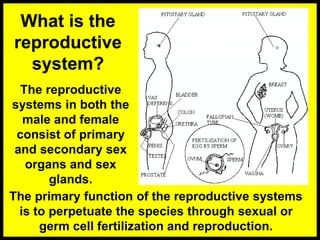 What is the
reproductive
system?
The reproductive
systems in both the
male and female
consist of primary
and secondary sex
organs and sex
glands.
The primary function of the reproductive systems
is to perpetuate the species through sexual or
germ cell fertilization and reproduction.
 