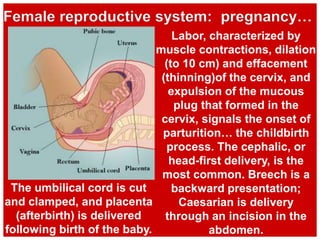 Labor, characterized by
muscle contractions, dilation
(to 10 cm) and effacement
(thinning)of the cervix, and
expulsion of the mucous
plug that formed in the
cervix, signals the onset of
parturition… the childbirth
process. The cephalic, or
head-first delivery, is the
most common. Breech is a
backward presentation;
Caesarian is delivery
through an incision in the
abdomen.
Female reproductive system: pregnancy…
The umbilical cord is cut
and clamped, and placenta
(afterbirth) is delivered
following birth of the baby.
 