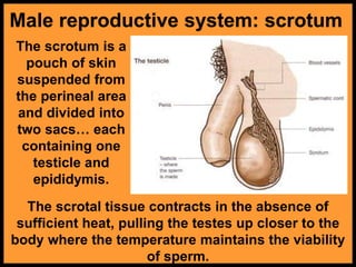The scrotum is a
pouch of skin
suspended from
the perineal area
and divided into
two sacs… each
containing one
testicle and
epididymis.
Male reproductive system: scrotum
The scrotal tissue contracts in the absence of
sufficient heat, pulling the testes up closer to the
body where the temperature maintains the viability
of sperm.
 