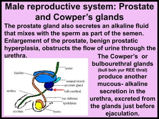 The prostate gland also secretes an alkaline fluid
that mixes with the sperm as part of the semen.
Enlargement of the prostate, benign prostatic
hyperplasia, obstructs the flow of urine through the
urethra. The Cowper’s or
bulbourethral glands
(bull boh yur REE thral)
produce another
mucous- alkaline
secretion in the
urethra, excreted from
the glands just before
ejaculation.
Male reproductive system: Prostate
and Cowper’s glands
 