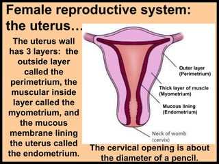 Female reproductive system:
the uterus…
The uterus wall
has 3 layers: the
outside layer
called the
perimetrium, the
muscular inside
layer called the
myometrium, and
the mucous
membrane lining
the uterus called
the endometrium.
Outer layer
(Perimetrium)
Thick layer of muscle
(Myometrium)
Mucous lining
(Endometrium)
The cervical opening is about
the diameter of a pencil.
 
