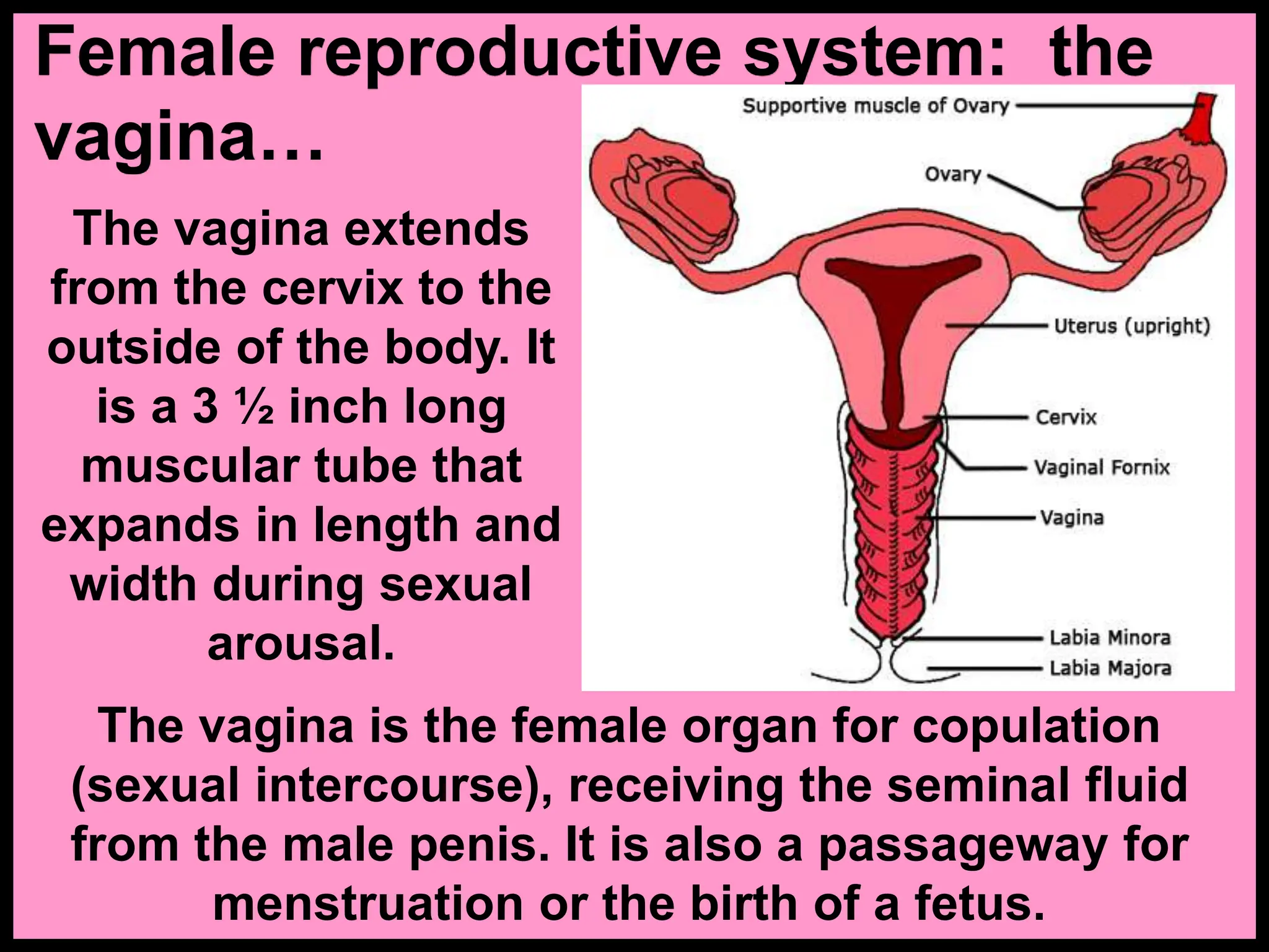 The vagina extends
from the cervix to the
outside of the body. It
is a 3 ½ inch long
muscular tube that
expands in length and
width during sexual
arousal.
Female reproductive system: the
vagina…
The vagina is the female organ for copulation
(sexual intercourse), receiving the seminal fluid
from the male penis. It is also a passageway for
menstruation or the birth of a fetus.
 