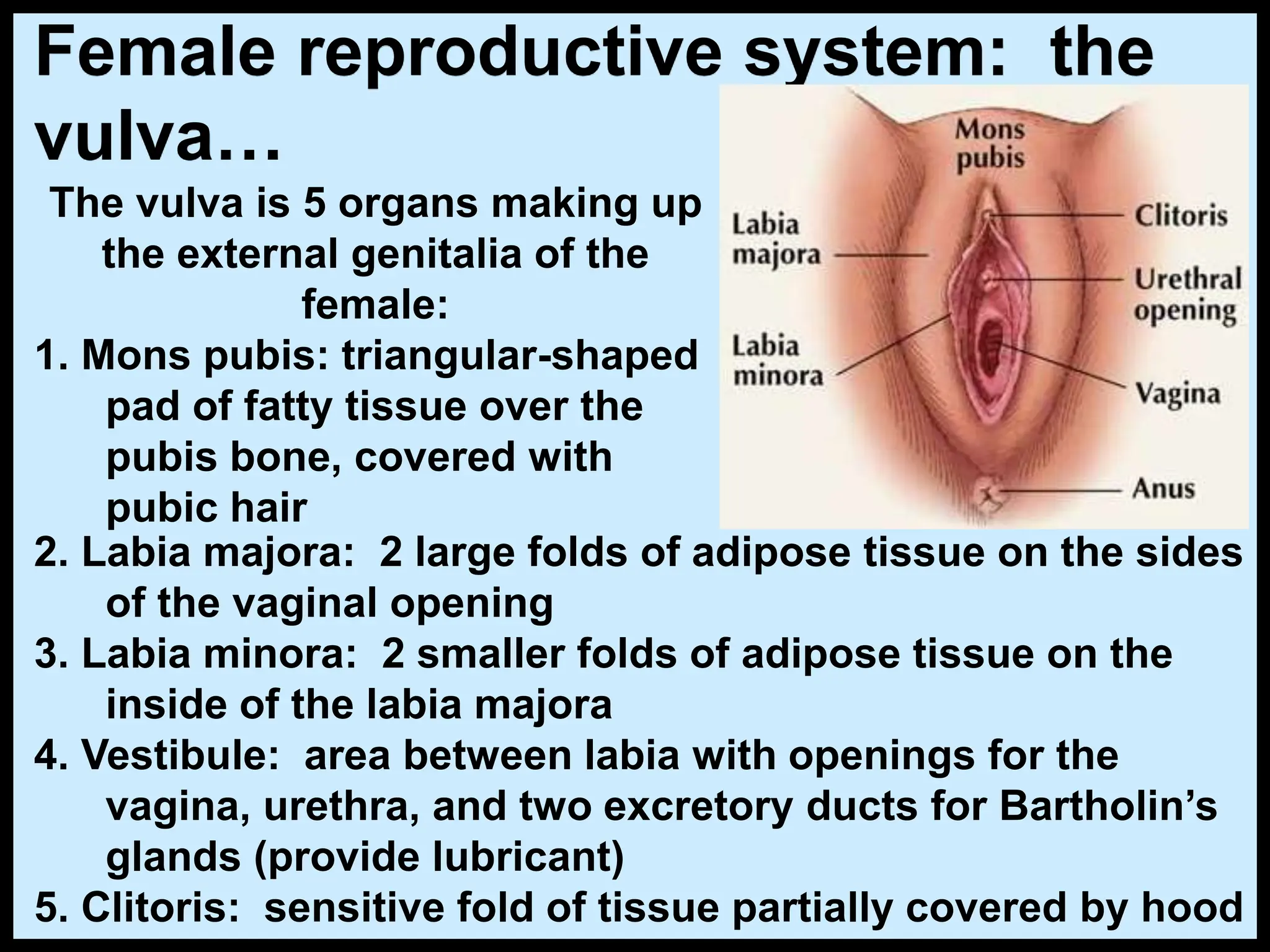 The vulva is 5 organs making up
the external genitalia of the
female:
1. Mons pubis: triangular-shaped
pad of fatty tissue over the
pubis bone, covered with
pubic hair
Female reproductive system: the
vulva…
2. Labia majora: 2 large folds of adipose tissue on the sides
of the vaginal opening
3. Labia minora: 2 smaller folds of adipose tissue on the
inside of the labia majora
4. Vestibule: area between labia with openings for the
vagina, urethra, and two excretory ducts for Bartholin’s
glands (provide lubricant)
5. Clitoris: sensitive fold of tissue partially covered by hood
 