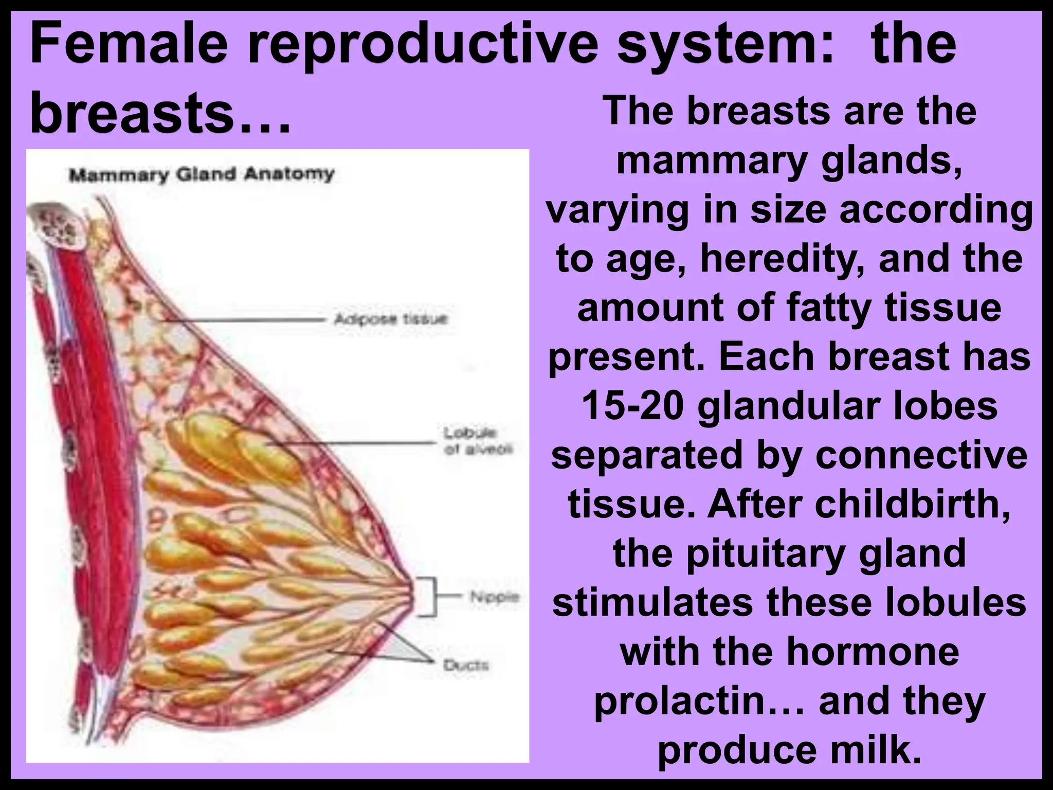 The breasts are the
mammary glands,
varying in size according
to age, heredity, and the
amount of fatty tissue
present. Each breast has
15-20 glandular lobes
separated by connective
tissue. After childbirth,
the pituitary gland
stimulates these lobules
with the hormone
prolactin… and they
produce milk.
Female reproductive system: the
breasts…
 