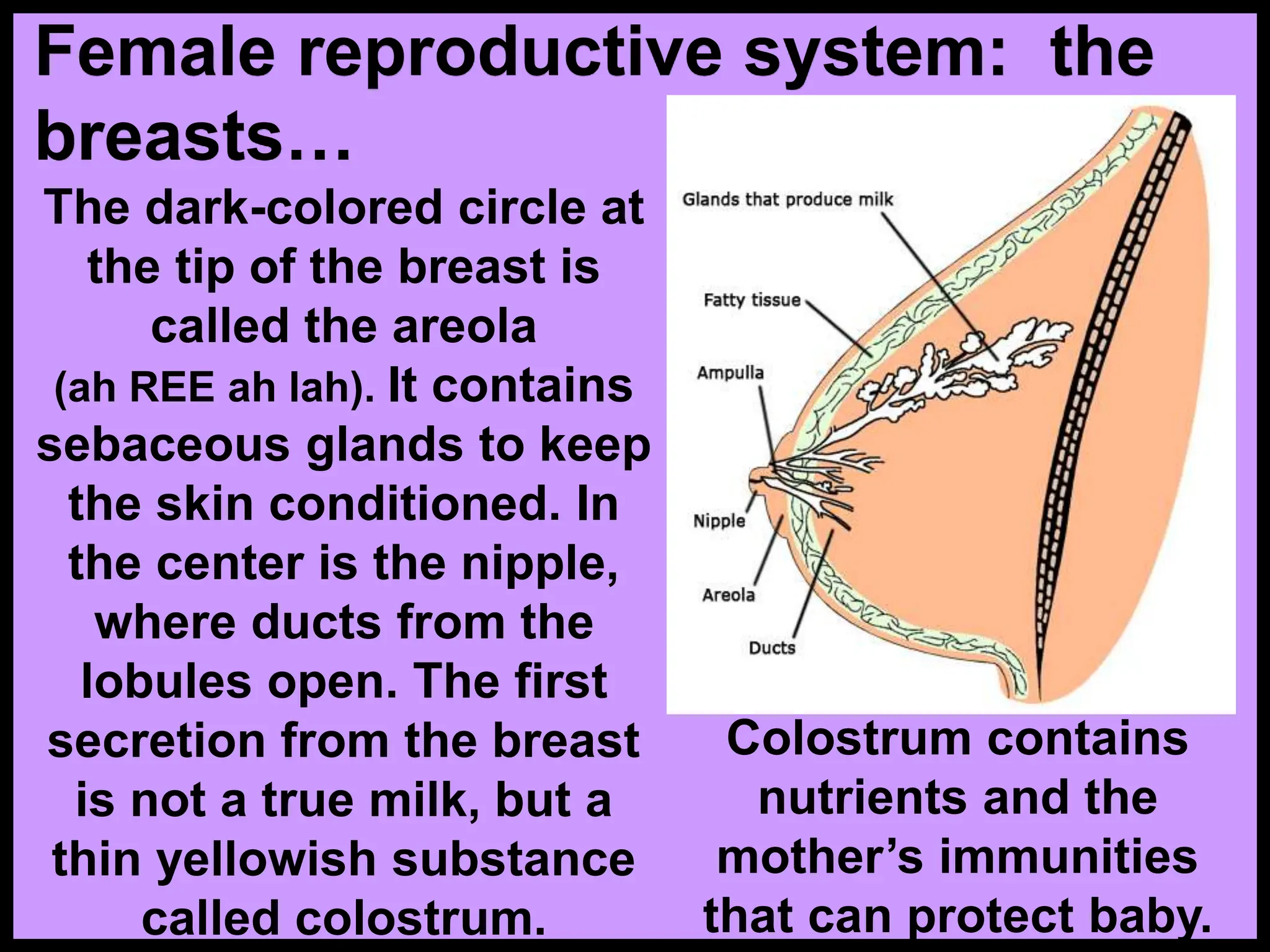 The dark-colored circle at
the tip of the breast is
called the areola
(ah REE ah lah). It contains
sebaceous glands to keep
the skin conditioned. In
the center is the nipple,
where ducts from the
lobules open. The first
secretion from the breast
is not a true milk, but a
thin yellowish substance
called colostrum.
Female reproductive system: the
breasts…
Colostrum contains
nutrients and the
mother’s immunities
that can protect baby.
 