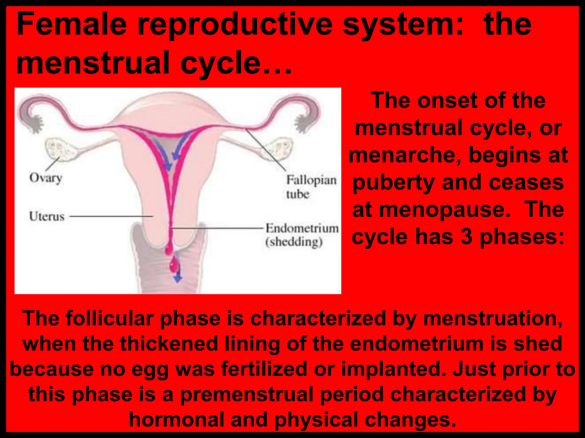 The onset of the
menstrual cycle, or
menarche, begins at
puberty and ceases
at menopause. The
cycle has 3 phases:
The follicular phase is characterized by menstruation,
when the thickened lining of the endometrium is shed
because no egg was fertilized or implanted. Just prior to
this phase is a premenstrual period characterized by
hormonal and physical changes.
Female reproductive system: the
menstrual cycle…
 