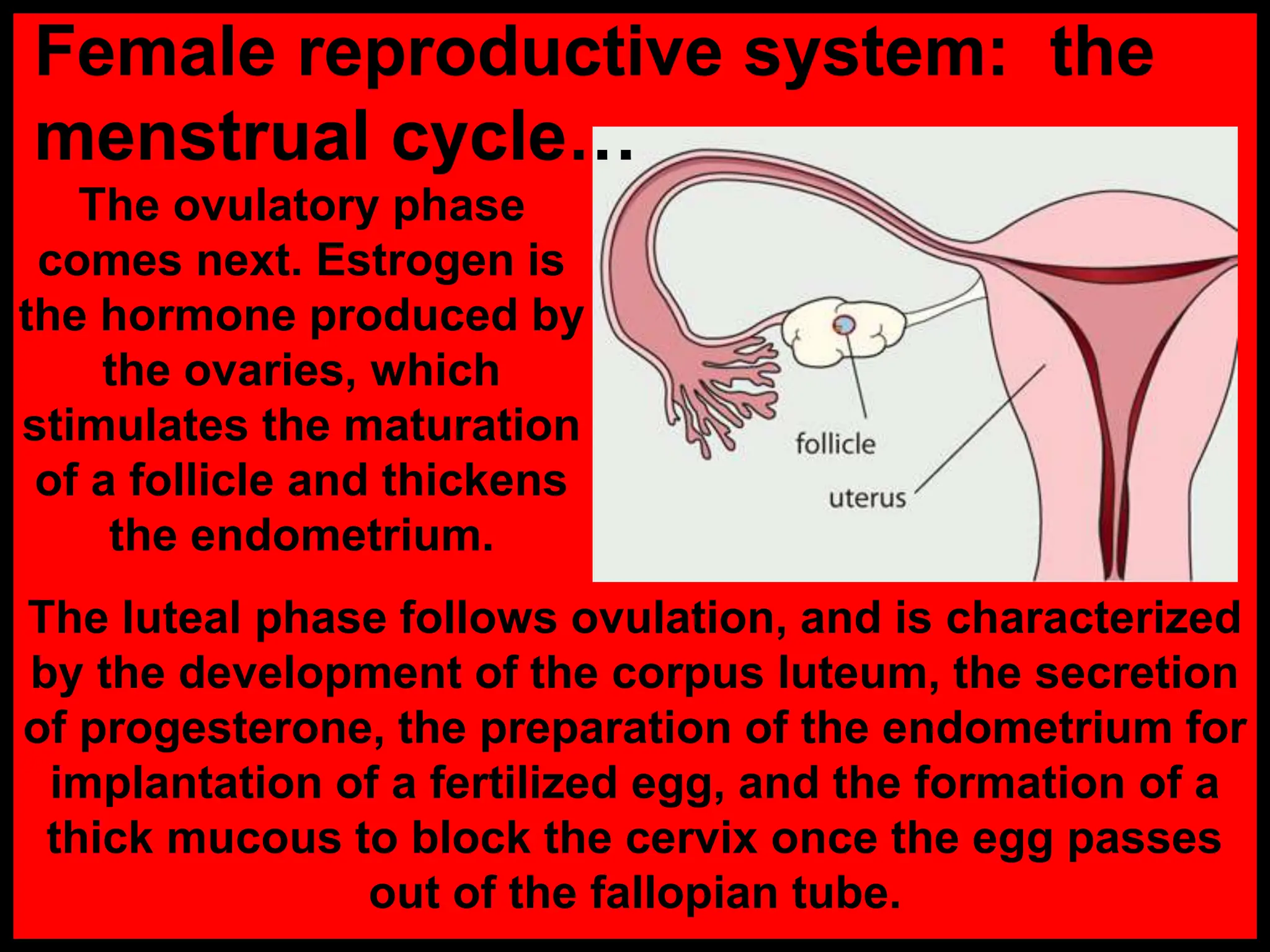 The ovulatory phase
comes next. Estrogen is
the hormone produced by
the ovaries, which
stimulates the maturation
of a follicle and thickens
the endometrium.
The luteal phase follows ovulation, and is characterized
by the development of the corpus luteum, the secretion
of progesterone, the preparation of the endometrium for
implantation of a fertilized egg, and the formation of a
thick mucous to block the cervix once the egg passes
out of the fallopian tube.
Female reproductive system: the
menstrual cycle…
 