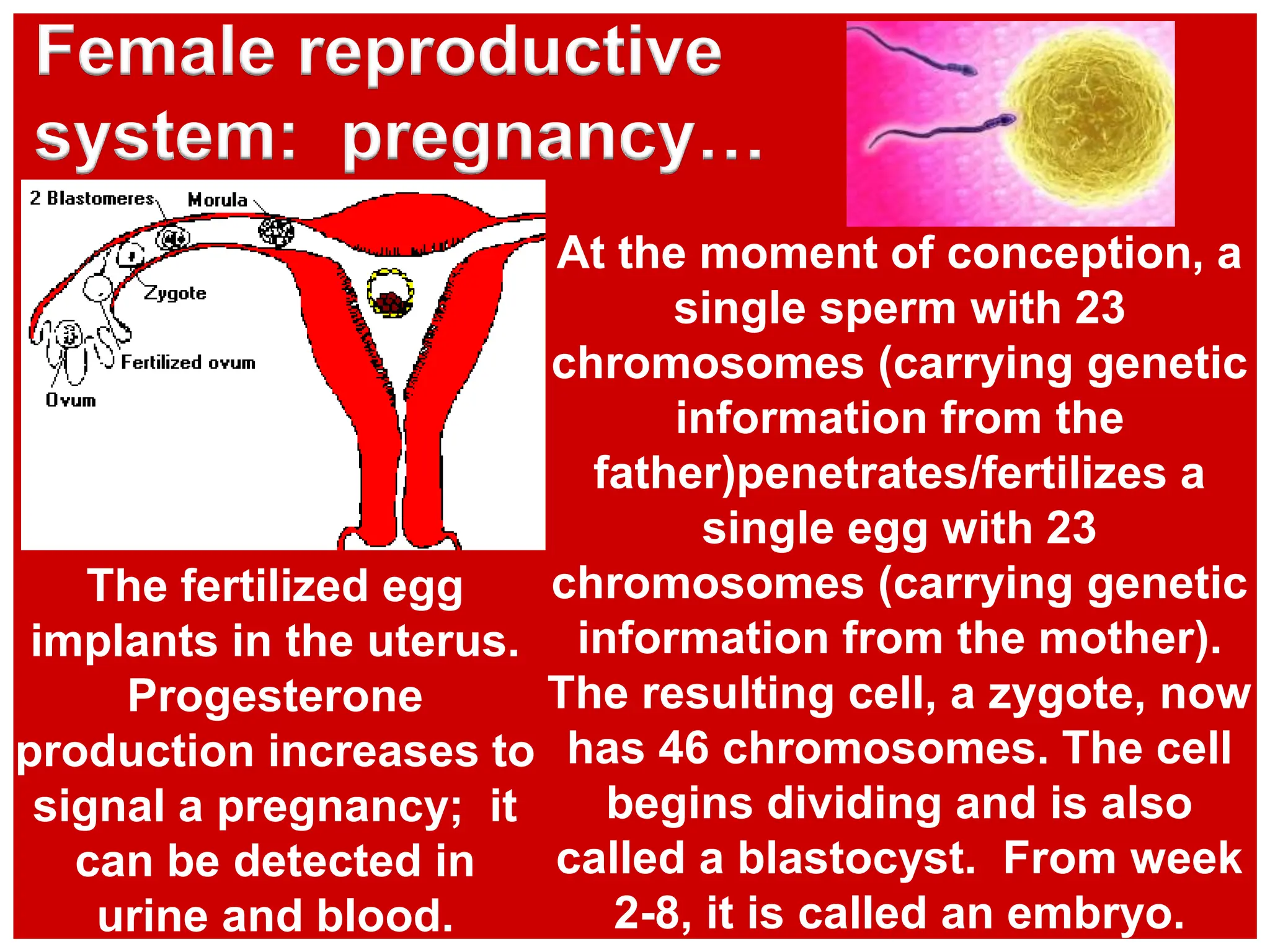At the moment of conception, a
single sperm with 23
chromosomes (carrying genetic
information from the
father)penetrates/fertilizes a
single egg with 23
chromosomes (carrying genetic
information from the mother).
The resulting cell, a zygote, now
has 46 chromosomes. The cell
begins dividing and is also
called a blastocyst. From week
2-8, it is called an embryo.
Female reproductive
system: pregnancy…
The fertilized egg
implants in the uterus.
Progesterone
production increases to
signal a pregnancy; it
can be detected in
urine and blood.
 