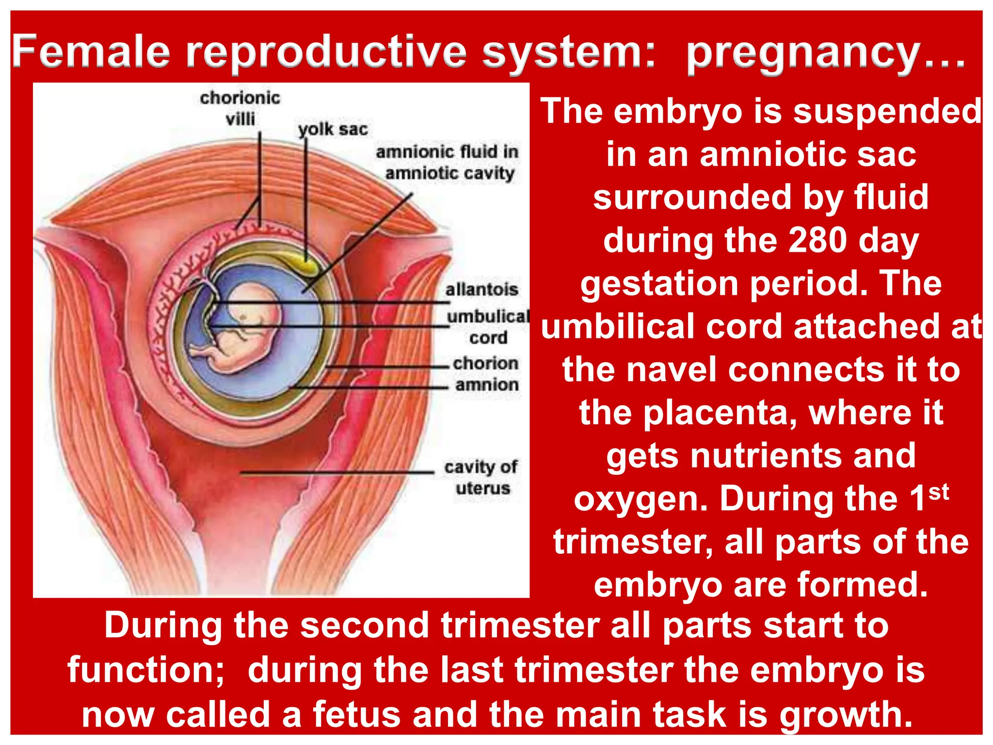 The embryo is suspended
in an amniotic sac
surrounded by fluid
during the 280 day
gestation period. The
umbilical cord attached at
the navel connects it to
the placenta, where it
gets nutrients and
oxygen. During the 1st
trimester, all parts of the
embryo are formed.
Female reproductive system: pregnancy…
During the second trimester all parts start to
function; during the last trimester the embryo is
now called a fetus and the main task is growth.
 
