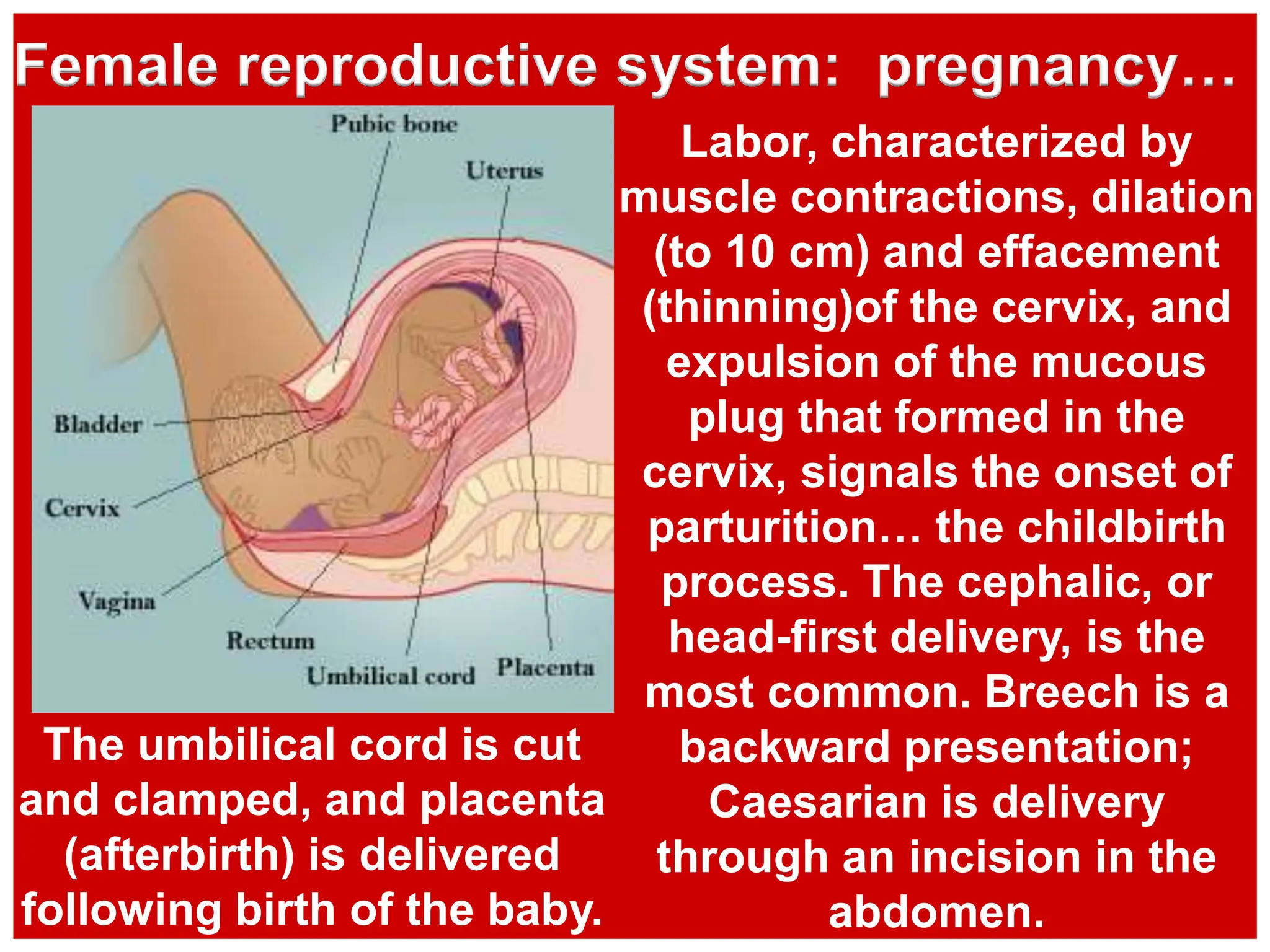 Labor, characterized by
muscle contractions, dilation
(to 10 cm) and effacement
(thinning)of the cervix, and
expulsion of the mucous
plug that formed in the
cervix, signals the onset of
parturition… the childbirth
process. The cephalic, or
head-first delivery, is the
most common. Breech is a
backward presentation;
Caesarian is delivery
through an incision in the
abdomen.
Female reproductive system: pregnancy…
The umbilical cord is cut
and clamped, and placenta
(afterbirth) is delivered
following birth of the baby.
 