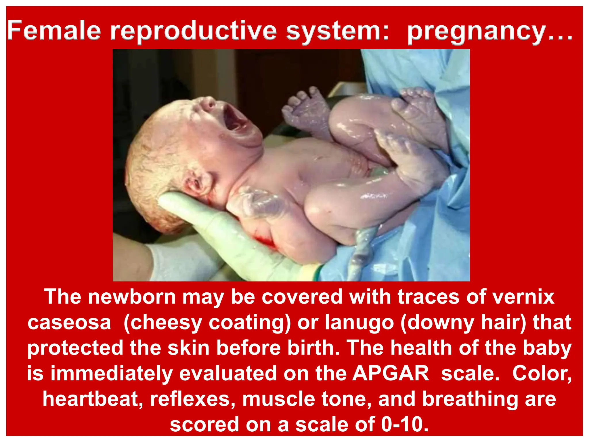 The newborn may be covered with traces of vernix
caseosa (cheesy coating) or lanugo (downy hair) that
protected the skin before birth. The health of the baby
is immediately evaluated on the APGAR scale. Color,
heartbeat, reflexes, muscle tone, and breathing are
scored on a scale of 0-10.
Female reproductive system: pregnancy…
 