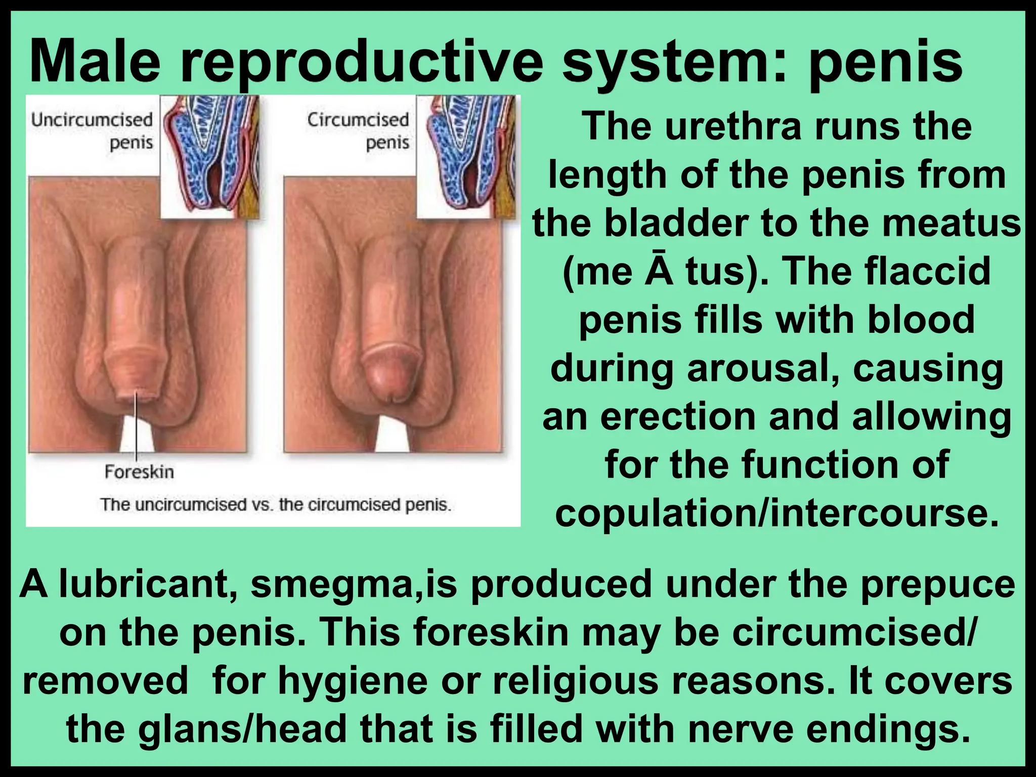 A lubricant, smegma,is produced under the prepuce
on the penis. This foreskin may be circumcised/
removed for hygiene or religious reasons. It covers
the glans/head that is filled with nerve endings.
The urethra runs the
length of the penis from
the bladder to the meatus
(me Ā tus). The flaccid
penis fills with blood
during arousal, causing
an erection and allowing
for the function of
copulation/intercourse.
Male reproductive system: penis
 