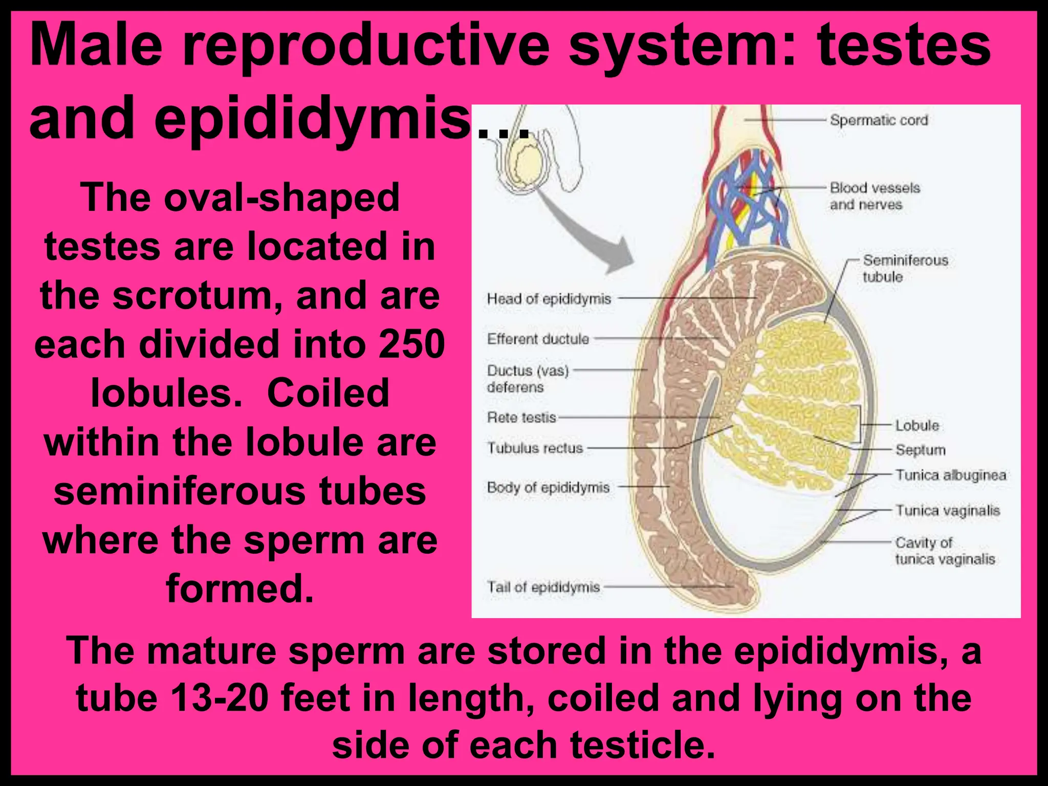 The oval-shaped
testes are located in
the scrotum, and are
each divided into 250
lobules. Coiled
within the lobule are
seminiferous tubes
where the sperm are
formed.
The mature sperm are stored in the epididymis, a
tube 13-20 feet in length, coiled and lying on the
side of each testicle.
Male reproductive system: testes
and epididymis…
 