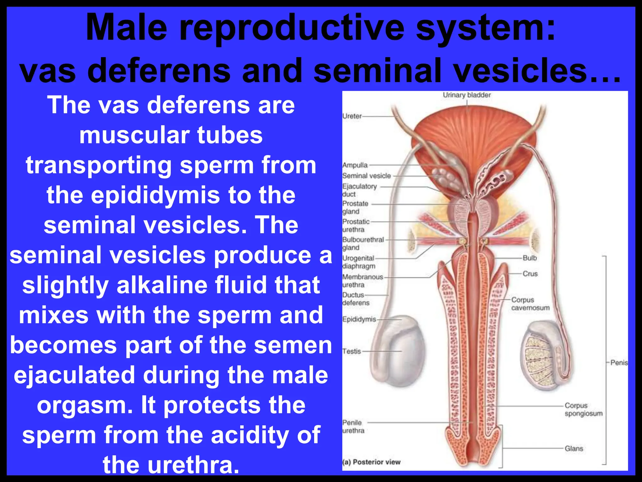 The vas deferens are
muscular tubes
transporting sperm from
the epididymis to the
seminal vesicles. The
seminal vesicles produce a
slightly alkaline fluid that
mixes with the sperm and
becomes part of the semen
ejaculated during the male
orgasm. It protects the
sperm from the acidity of
the urethra.
Male reproductive system:
vas deferens and seminal vesicles…
 