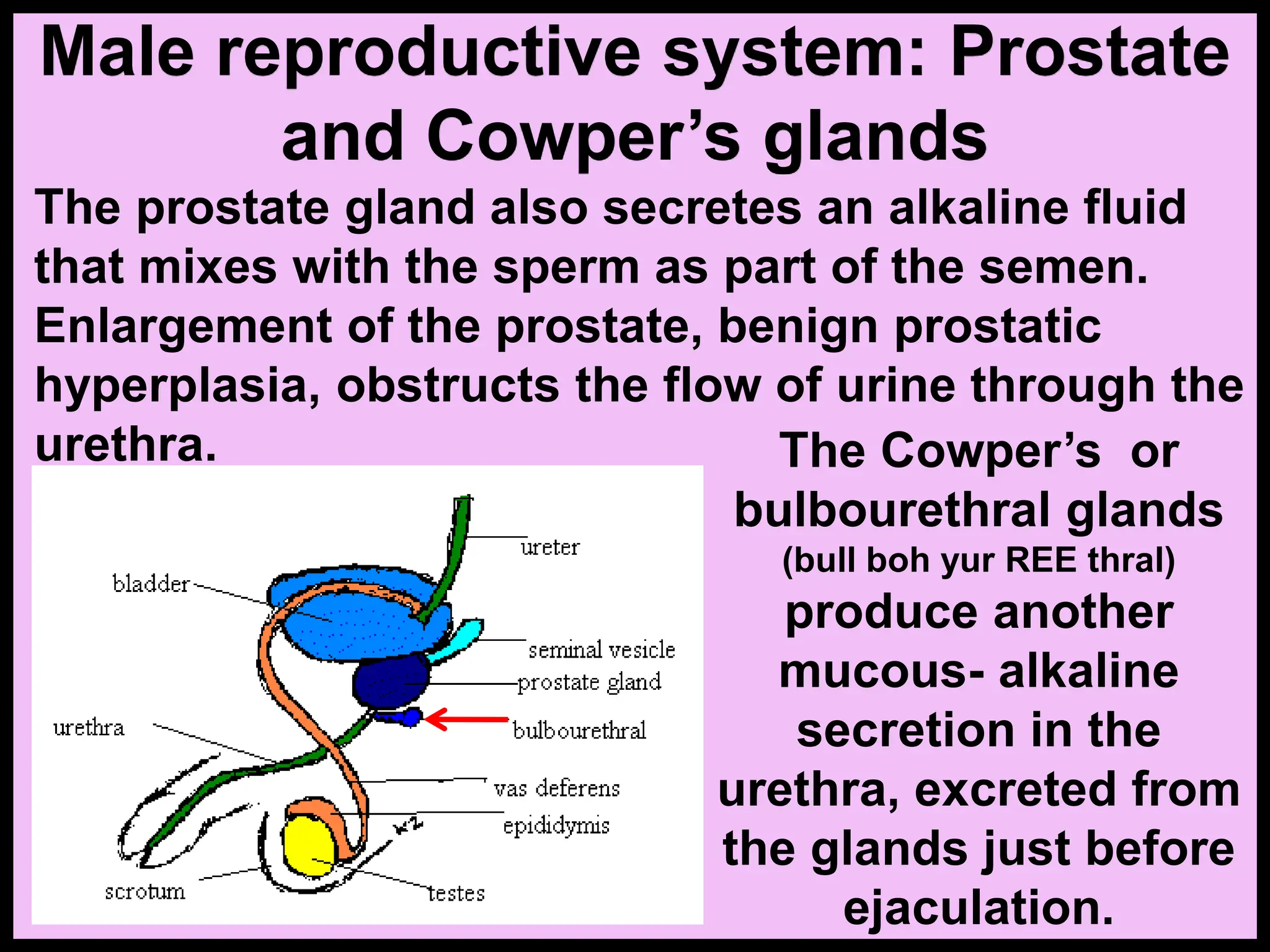 The prostate gland also secretes an alkaline fluid
that mixes with the sperm as part of the semen.
Enlargement of the prostate, benign prostatic
hyperplasia, obstructs the flow of urine through the
urethra. The Cowper’s or
bulbourethral glands
(bull boh yur REE thral)
produce another
mucous- alkaline
secretion in the
urethra, excreted from
the glands just before
ejaculation.
Male reproductive system: Prostate
and Cowper’s glands
 