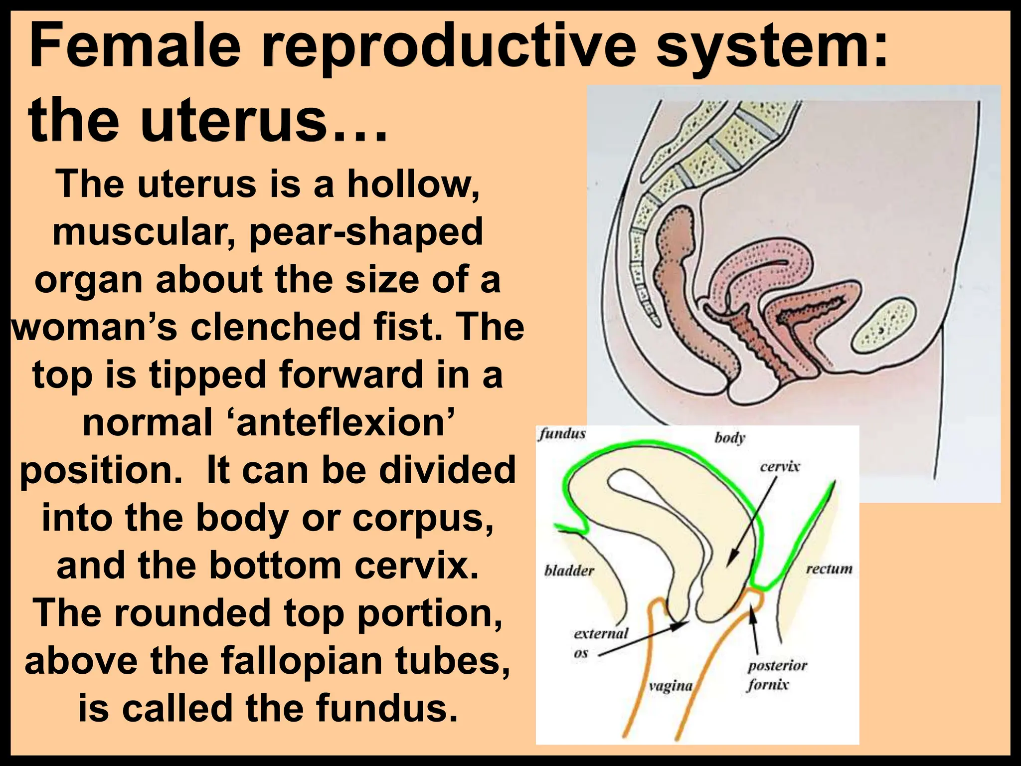 Female reproductive system:
the uterus…
The uterus is a hollow,
muscular, pear-shaped
organ about the size of a
woman’s clenched fist. The
top is tipped forward in a
normal ‘anteflexion’
position. It can be divided
into the body or corpus,
and the bottom cervix.
The rounded top portion,
above the fallopian tubes,
is called the fundus.
 