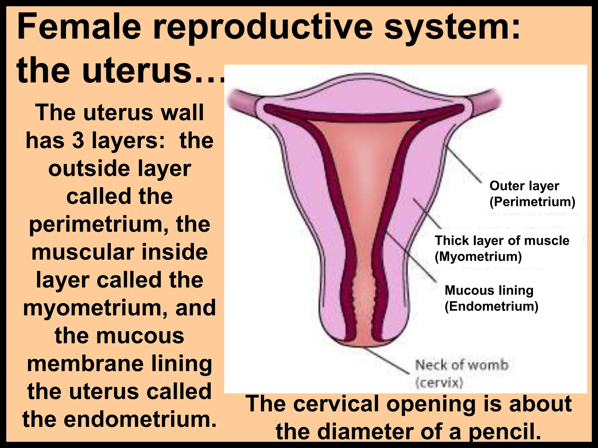 Female reproductive system:
the uterus…
The uterus wall
has 3 layers: the
outside layer
called the
perimetrium, the
muscular inside
layer called the
myometrium, and
the mucous
membrane lining
the uterus called
the endometrium.
Outer layer
(Perimetrium)
Thick layer of muscle
(Myometrium)
Mucous lining
(Endometrium)
The cervical opening is about
the diameter of a pencil.
 