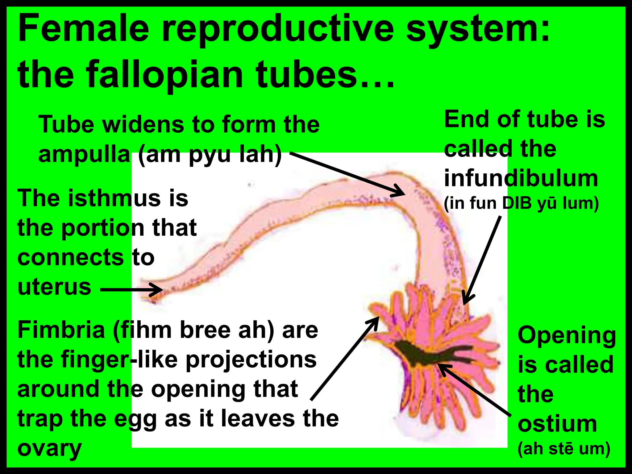 Female reproductive system:
the fallopian tubes…
The isthmus is
the portion that
connects to
uterus
Tube widens to form the
ampulla (am pyu lah)
Fimbria (fihm bree ah) are
the finger-like projections
around the opening that
trap the egg as it leaves the
ovary
End of tube is
called the
infundibulum
(in fun DIB yū lum)
Opening
is called
the
ostium
(ah stē um)
 