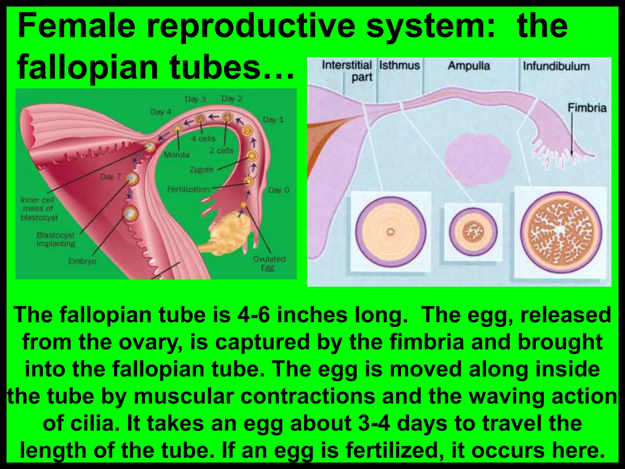 Female reproductive system: the
fallopian tubes…
The fallopian tube is 4-6 inches long. The egg, released
from the ovary, is captured by the fimbria and brought
into the fallopian tube. The egg is moved along inside
the tube by muscular contractions and the waving action
of cilia. It takes an egg about 3-4 days to travel the
length of the tube. If an egg is fertilized, it occurs here.
 