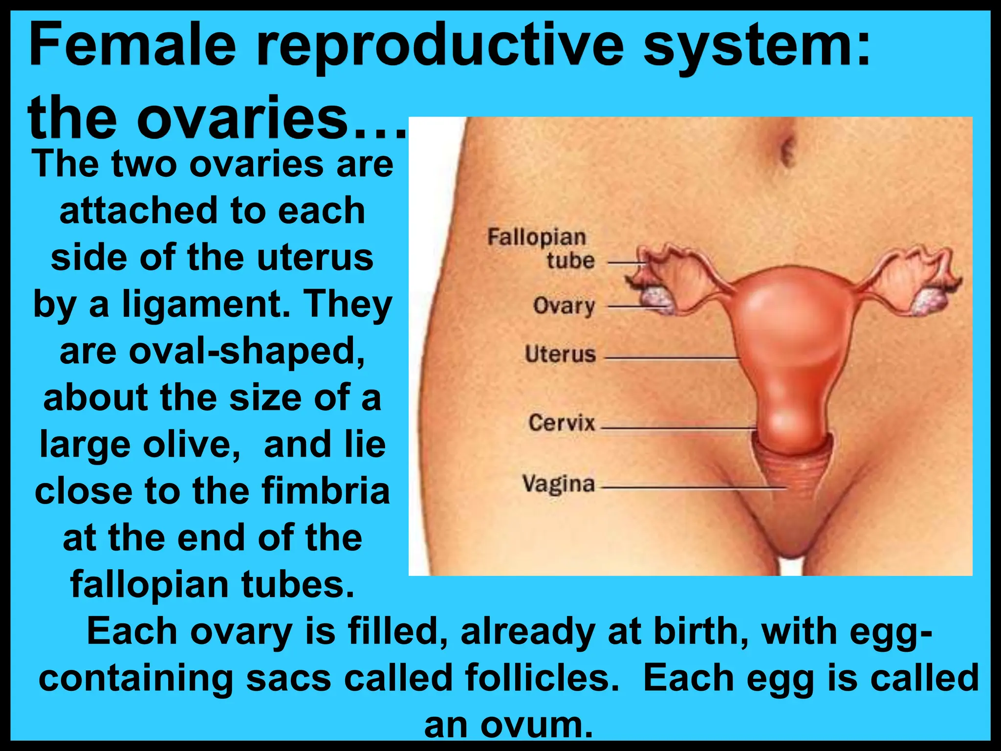 The two ovaries are
attached to each
side of the uterus
by a ligament. They
are oval-shaped,
about the size of a
large olive, and lie
close to the fimbria
at the end of the
fallopian tubes.
Female reproductive system:
the ovaries…
Each ovary is filled, already at birth, with egg-
containing sacs called follicles. Each egg is called
an ovum.
 