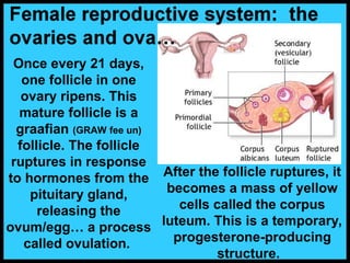 Once every 21 days,
one follicle in one
ovary ripens. This
mature follicle is a
graafian (GRAW fee un)
follicle. The follicle
ruptures in response
to hormones from the
pituitary gland,
releasing the
ovum/egg… a process
called ovulation.
After the follicle ruptures, it
becomes a mass of yellow
cells called the corpus
luteum. This is a temporary,
progesterone-producing
structure.
 