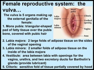 The vulva is 5 organs making up
the external genitalia of the
female:
1. Mons pubis: triangular-shaped
pad of fatty tissue over the pubis
bone, covered with pubic hair
2. Labia majora: 2 large folds of adipose tissue on the sides
of the vaginal opening
3. Labia minora: 2 smaller folds of adipose tissue on the
inside of the labia majora
4. Vestibule: area between labia with openings for the
vagina, urethra, and two excretory ducts for Bartholin’s
glands (provide lubricant)
5. Clitoris: sensitive fold of tissue partially covered by hood
 