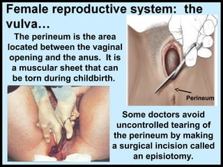 The perineum is the area
located between the vaginal
opening and the anus. It is
a muscular sheet that can
be torn during childbirth.
Some doctors avoid
uncontrolled tearing of
the perineum by making
a surgical incision called
an episiotomy.
Perineum
 