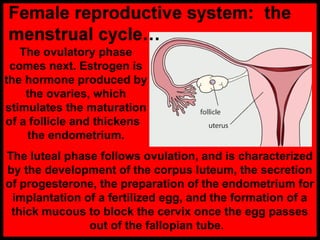 The ovulatory phase
comes next. Estrogen is
the hormone produced by
the ovaries, which
stimulates the maturation
of a follicle and thickens
the endometrium.
The luteal phase follows ovulation, and is characterized
by the development of the corpus luteum, the secretion
of progesterone, the preparation of the endometrium for
implantation of a fertilized egg, and the formation of a
thick mucous to block the cervix once the egg passes
out of the fallopian tube.
 