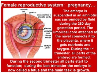 The embryo is
suspended in an amniotic
sac surrounded by fluid
during the 280 day
gestation period. The
umbilical cord attached at
the navel connects it to
the placenta, where it
gets nutrients and
oxygen. During the 1st
trimester, all parts of the
embryo are formed.
During the second trimester all parts start to
function; during the last trimester the embryo is
now called a fetus and the main task is growth.
 