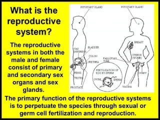 The reproductive
systems in both the
male and female
consist of primary
and secondary sex
organs and sex
glands.
The primary function of the reproductive systems
is to perpetuate the species through sexual or
germ cell fertilization and reproduction.
 