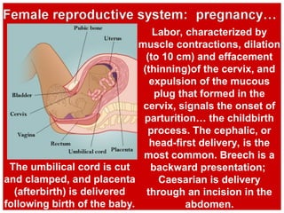 Labor, characterized by
muscle contractions, dilation
(to 10 cm) and effacement
(thinning)of the cervix, and
expulsion of the mucous
plug that formed in the
cervix, signals the onset of
parturition… the childbirth
process. The cephalic, or
head-first delivery, is the
most common. Breech is a
backward presentation;
Caesarian is delivery
through an incision in the
abdomen.
The umbilical cord is cut
and clamped, and placenta
(afterbirth) is delivered
following birth of the baby.
 