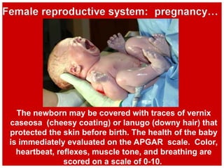 The newborn may be covered with traces of vernix
caseosa (cheesy coating) or lanugo (downy hair) that
protected the skin before birth. The health of the baby
is immediately evaluated on the APGAR scale. Color,
heartbeat, reflexes, muscle tone, and breathing are
scored on a scale of 0-10.
 