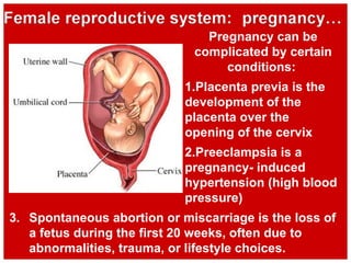 3. Spontaneous abortion or miscarriage is the loss of
a fetus during the first 20 weeks, often due to
abnormalities, trauma, or lifestyle choices.
Pregnancy can be
complicated by certain
conditions:
1.Placenta previa is the
development of the
placenta over the
opening of the cervix
2.Preeclampsia is a
pregnancy- induced
hypertension (high blood
pressure)
 