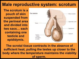 The scrotum is a
pouch of skin
suspended from
the perineal area
and divided into
two sacs… each
containing one
testicle and
epididymis.
The scrotal tissue contracts in the absence of
sufficient heat, pulling the testes up closer to the
body where the temperature maintains the viability
of sperm.
 