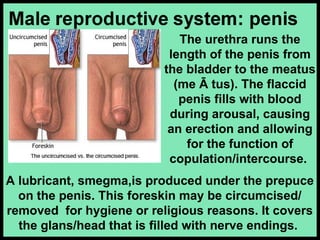 A lubricant, smegma,is produced under the prepuce
on the penis. This foreskin may be circumcised/
removed for hygiene or religious reasons. It covers
the glans/head that is filled with nerve endings.
The urethra runs the
length of the penis from
the bladder to the meatus
(me Ā tus). The flaccid
penis fills with blood
during arousal, causing
an erection and allowing
for the function of
copulation/intercourse.
 