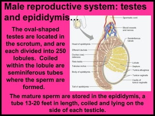 The oval-shaped
testes are located in
the scrotum, and are
each divided into 250
lobules. Coiled
within the lobule are
seminiferous tubes
where the sperm are
formed.
The mature sperm are stored in the epididymis, a
tube 13-20 feet in length, coiled and lying on the
side of each testicle.
 