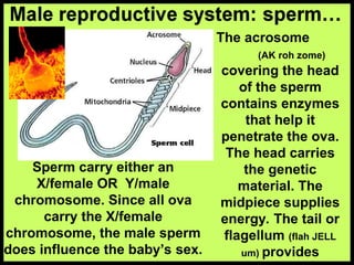 The acrosome
(AK roh zome)
covering the head
of the sperm
contains enzymes
that help it
penetrate the ova.
The head carries
the genetic
material. The
midpiece supplies
energy. The tail or
flagellum (flah JELL
um) provides
Sperm carry either an
X/female OR Y/male
chromosome. Since all ova
carry the X/female
chromosome, the male sperm
does influence the baby’s sex.
 