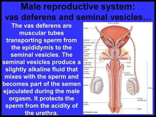 The vas deferens are
muscular tubes
transporting sperm from
the epididymis to the
seminal vesicles. The
seminal vesicles produce a
slightly alkaline fluid that
mixes with the sperm and
becomes part of the semen
ejaculated during the male
orgasm. It protects the
sperm from the acidity of
the urethra.
 