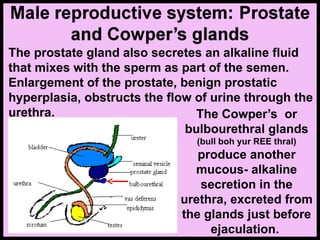 The prostate gland also secretes an alkaline fluid
that mixes with the sperm as part of the semen.
Enlargement of the prostate, benign prostatic
hyperplasia, obstructs the flow of urine through the
urethra. The Cowper’s or
bulbourethral glands
(bull boh yur REE thral)
produce another
mucous- alkaline
secretion in the
urethra, excreted from
the glands just before
ejaculation.
 