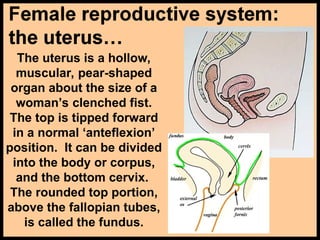 The uterus is a hollow,
muscular, pear-shaped
organ about the size of a
woman’s clenched fist.
The top is tipped forward
in a normal ‘anteflexion’
position. It can be divided
into the body or corpus,
and the bottom cervix.
The rounded top portion,
above the fallopian tubes,
is called the fundus.
 