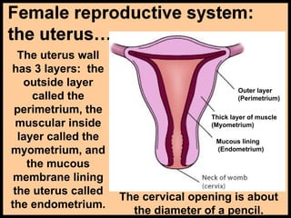 The uterus wall
has 3 layers: the
outside layer
called the
perimetrium, the
muscular inside
layer called the
myometrium, and
the mucous
membrane lining
the uterus called
the endometrium.
Outer layer
(Perimetrium)
Thick layer of muscle
(Myometrium)
Mucous lining
(Endometrium)
The cervical opening is about
the diameter of a pencil.
 