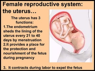 The uterus has 3
functions:
1.The endometrium
sheds the lining of the
uterus every 21 to 40
days by menstruation
2.It provides a place for
the protection and
nourishment of the fetus
during pregnancy
3. It contracts during labor to expel the fetus
 