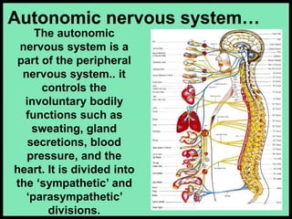 179-Anatomy-Nervous-System.ppt