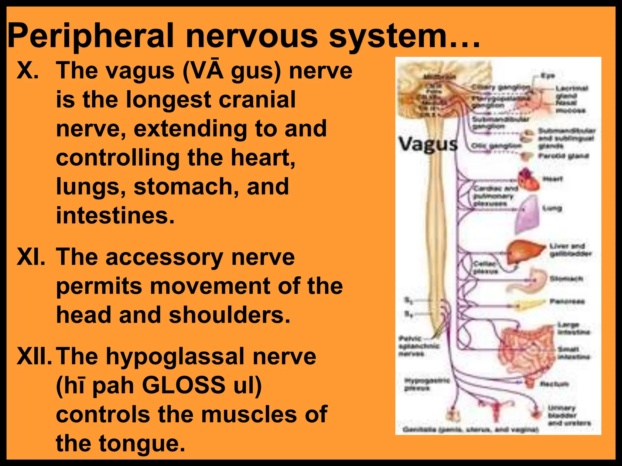 179-Anatomy-Nervous-System.ppt slides for grade 10 | PPT